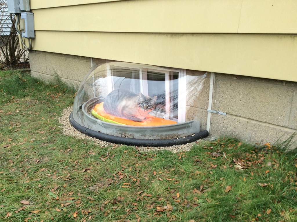 Are Your Window Well Covers Safe for Your Children or Pets? Window